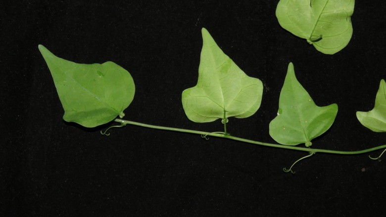 Cây Dây phục linh. Adenia parviflora - Cây Thuốc Nam Quanh Ta